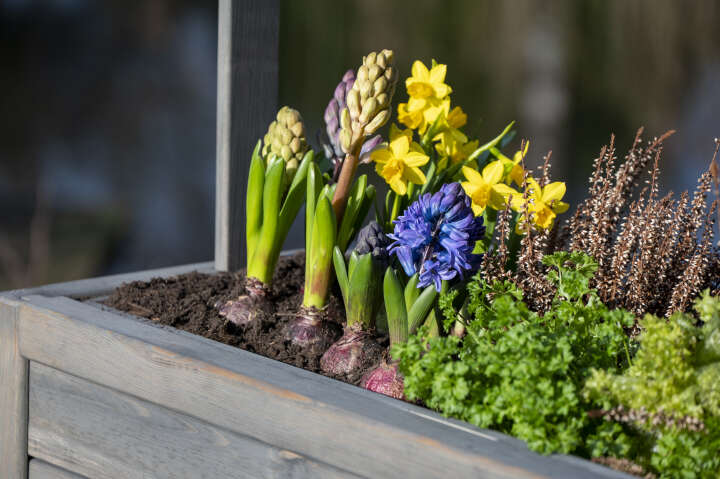 dobar Hochbeet Florenz mit erhöhter Ablage